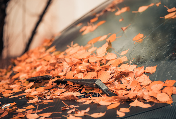 Can Fall Leaves Harm Your Vehicle?